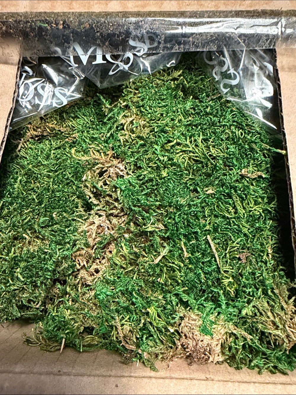 5 lbs preserved sheet super moss